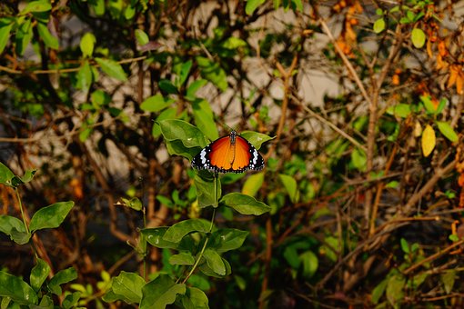 ��ΰ�Ӣ��������ص�